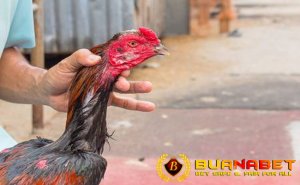 Rahasia Jitu Teknik Pijat Ayam Bangkok Kesayangan