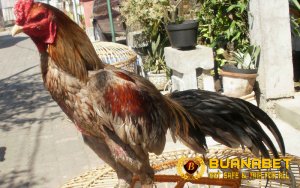 Ketahui Keunggulan Ayam Bangkok Klawu, Si Cantik Abu-Abu