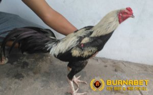 Mengenal Ciri Ayam Bangkok Wido atau Jalak Aduan