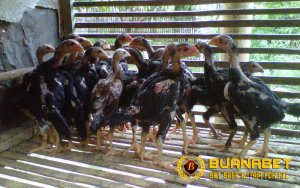 5 Kesalahan Merawat Ayam Bangkok Muda yang Berujung Fatal