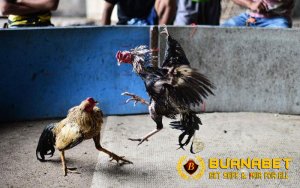 Cara Merawat Ayam Bangkok dari Menetas Hingga Usia 10 Bulan