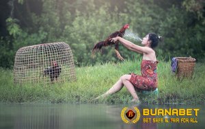 Langkah-Langkah Memandikan Ayam Bangkok Muda