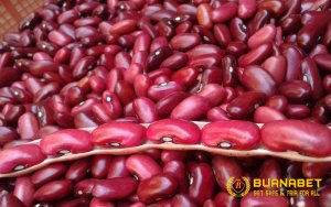 Manfaat Kacang Merah untuk Ayam Bangkok Aduan