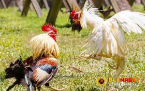Meningkatkan Stamina Ayam Bangkok dengan Obat-Obatan